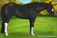 Horse Color:Gray Black 
