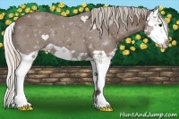 Horse Color:Silver Black Splash Varnish 