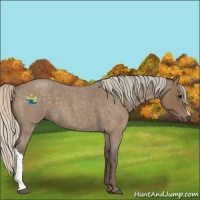 Horse Color:Silver Blue Roan 
