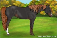 Horse Color:Liver Chestnut 