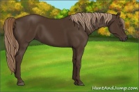 Horse Color:Liver Chestnut 
