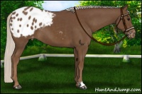 Horse Color:Chocolate Silver Smoky Black Appaloosa 