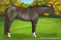 Horse Color:Liver Chestnut 