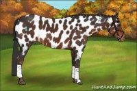 Horse Color:Liver Chestnut Appaloosa