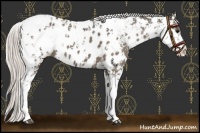 Horse Color:Chocolate Silver Grullo Sabino Near Leopard