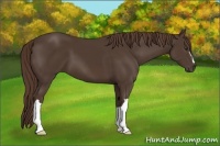 Horse Color:Liver Chestnut 