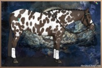 Horse Color:Liver Chestnut Appaloosa