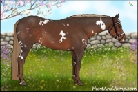 Horse Color:White Spotted Liver Chestnut Sabino