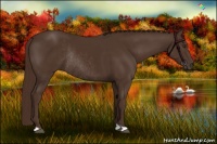 Horse Color:Liver Chestnut Rabicano 