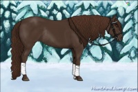 Horse Color:Liver Chestnut Rabicano 