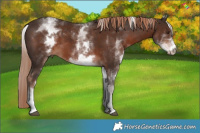 Horse Color:White Spotted Liver Chestnut Tobiano 
