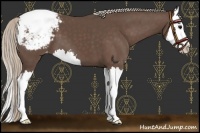 Horse Color:Silver Black Sabino Splash Snowcap 