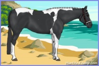 Horse Color:Black Tobiano