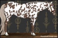 Horse Color:Silver Black Appaloosa 