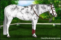 Horse Color:Black Sabino Appaloosa