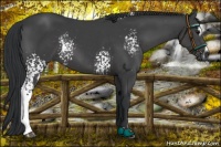 Horse Color:White Spotted Black Sabino