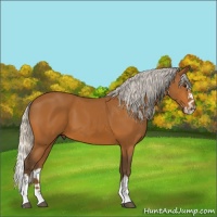 Horse Color:Silver Bay Splash