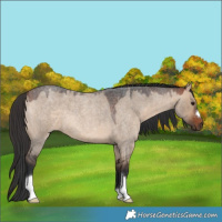 Horse Color:Bay Roan Dun 