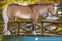 Horse Color:Silver Brown Dun Rabicano 