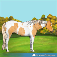 Horse Color:Gray Palomino Roan Tobiano 