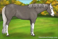 Horse Color:Silver Black Splash