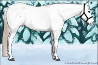 Horse Color:Silver Blue Roan Appaloosa 