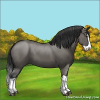 Horse Color:Grullo Splash 