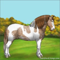 Horse Color:Chestnut Ice Sabino Splash Tobiano Appaloosa 