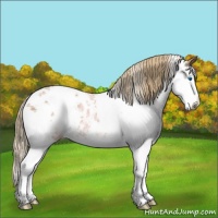 Horse Color:Chestnut Ice Sabino Splash Appaloosa 