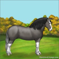 Horse Color:Grullo Splash 