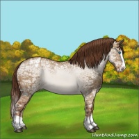 Horse Color:Red Dun Ice Splash Appaloosa 