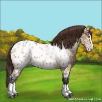 Horse Color:Bay Ice Dun Splash Near Leopard 