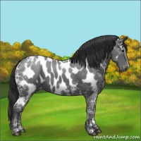 Horse Color:Black Ice Sabino Appaloosa