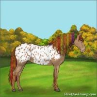 Horse Color:Painted Chestnut Appaloosa 