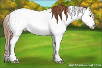 Horse Color:Chestnut Sabino Splash Appaloosa 