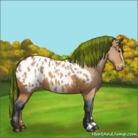 Horse Color:Painted Bay Near Leopard 
