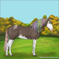 Horse Color:Painted Silver Black Splash Appaloosa 