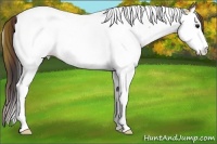 Horse Color:Plaid Bay Ice Splash Tobiano Appaloosa