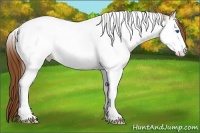 Horse Color:Chestnut Ice Splash Tobiano Appaloosa Rabicano 