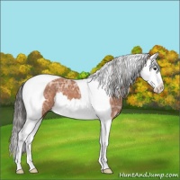 Horse Color:Bay Ice Sabino Splash Tobiano Varnish 