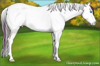 Horse Color:Plaid  White Spotted Black Ice Splash Tobiano 