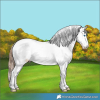 Horse Color:White Spotted Bay Splash Tobiano Appaloosa 