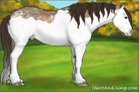 Horse Color:Bay Ice Dun Splash Varnish 