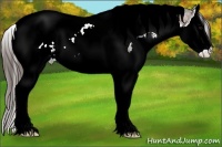 Horse Color:White Spotted Bay Ice Splash Tobiano Snowcap 