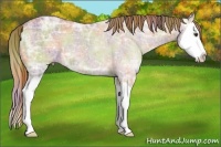 Horse Color:Nacre White Spotted Chestnut Ice Splash Tobiano Appaloosa 