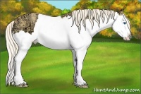 Horse Color:Palomino Ice Sabino Splash 