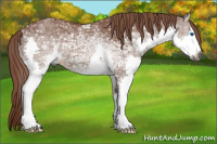 Horse Color:Gray Chestnut Ice Sabino Splash 