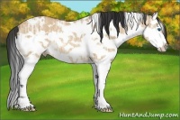 Horse Color:White Spotted Bay Ice Dun Splash Rabicano 