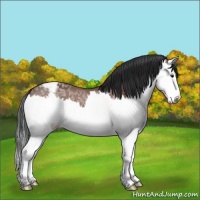 Horse Color:Bay Ice Sabino Splash Varnish