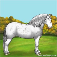 Horse Color:Brown Sabino Splash Varnish 